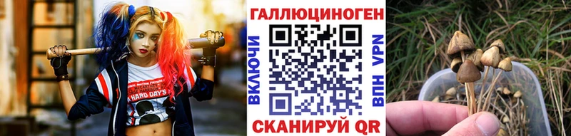 Псилоцибиновые грибы Cubensis  MEGA ссылки  Шимановск 